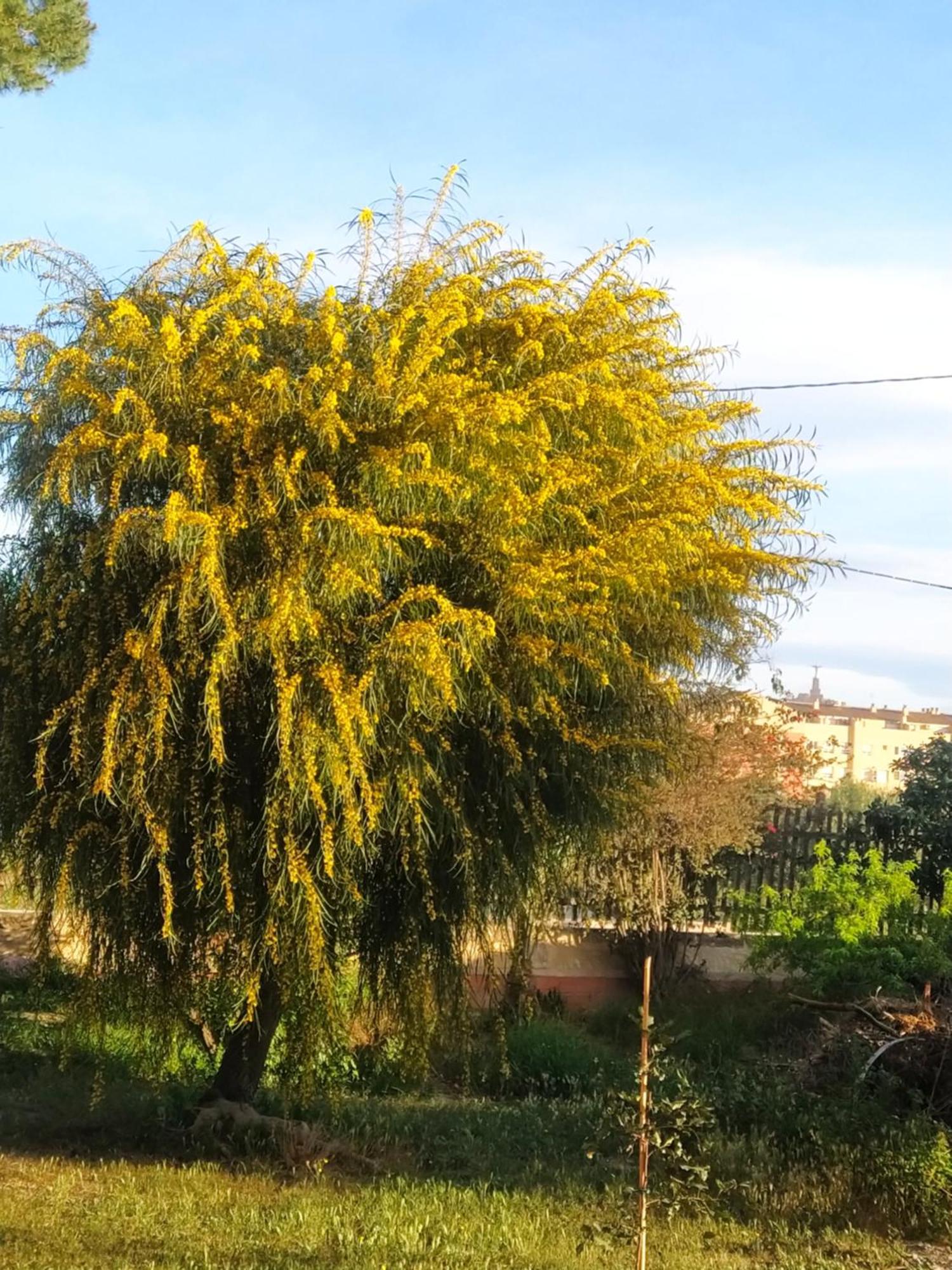 La Toscana Murcia Ngoại thất bức ảnh